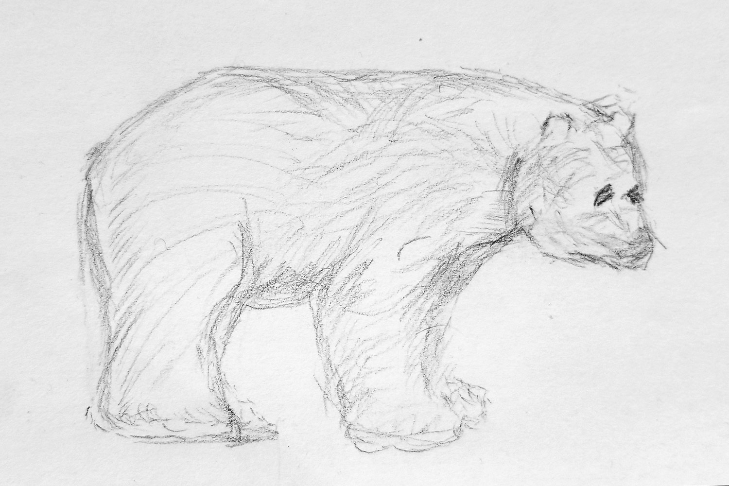 Sketch for Bear Study by Allen Gordon